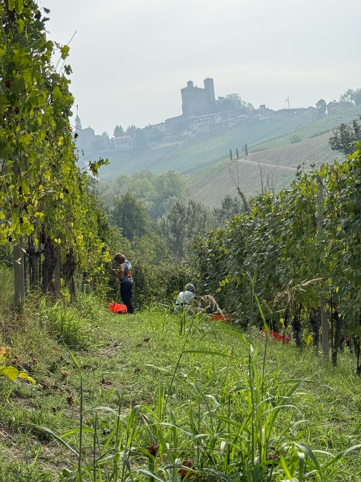 Workers among vineyard rows below a hilltop village in Piemonte